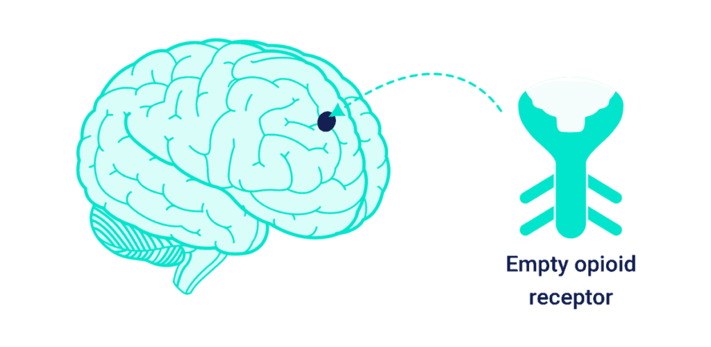 Empty Opioid Recptor in the Brain