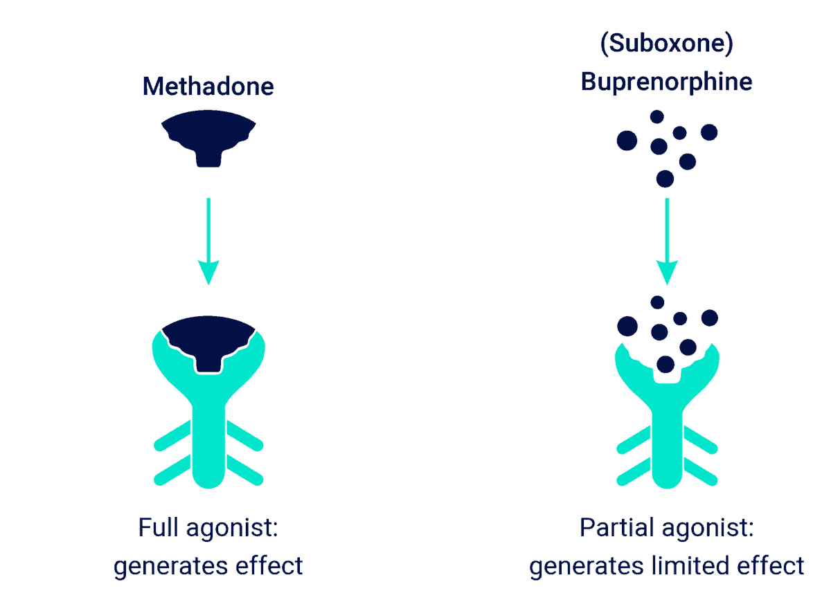 Methadone and Suboxone Going into Opioid Receptors