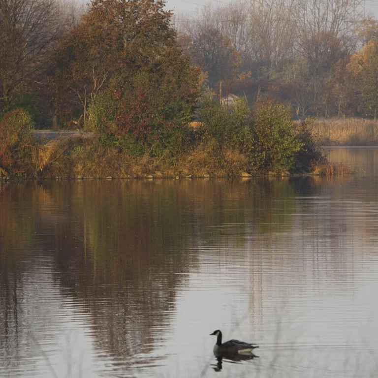 Duck swimming in some water in Palos Heights